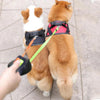 DualDog | Podwójna smycz dla psów